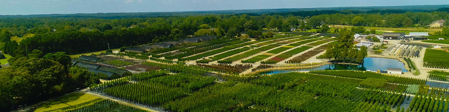 Adcock's Nursery 297