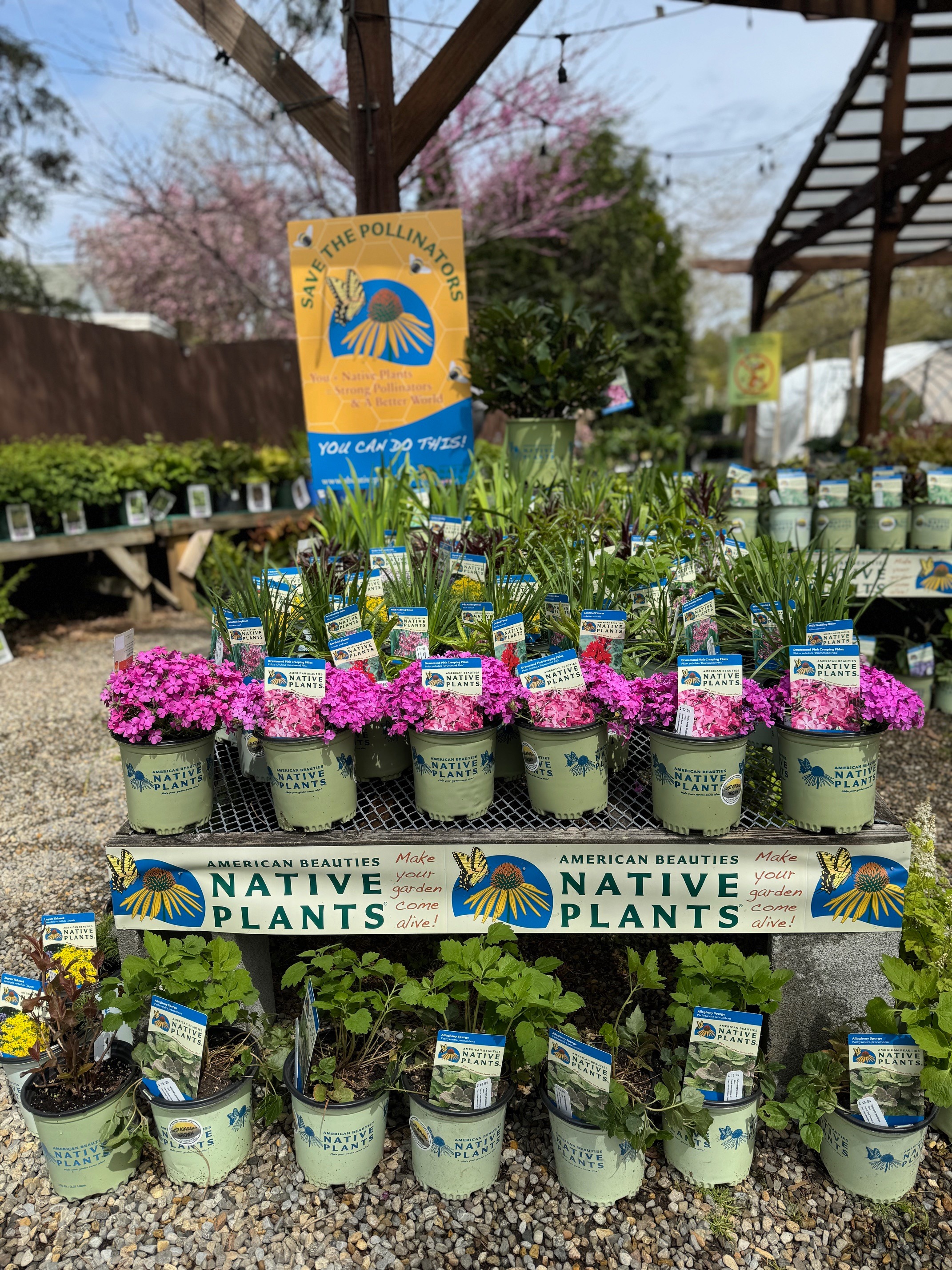 American Beauties Native Plants® 152