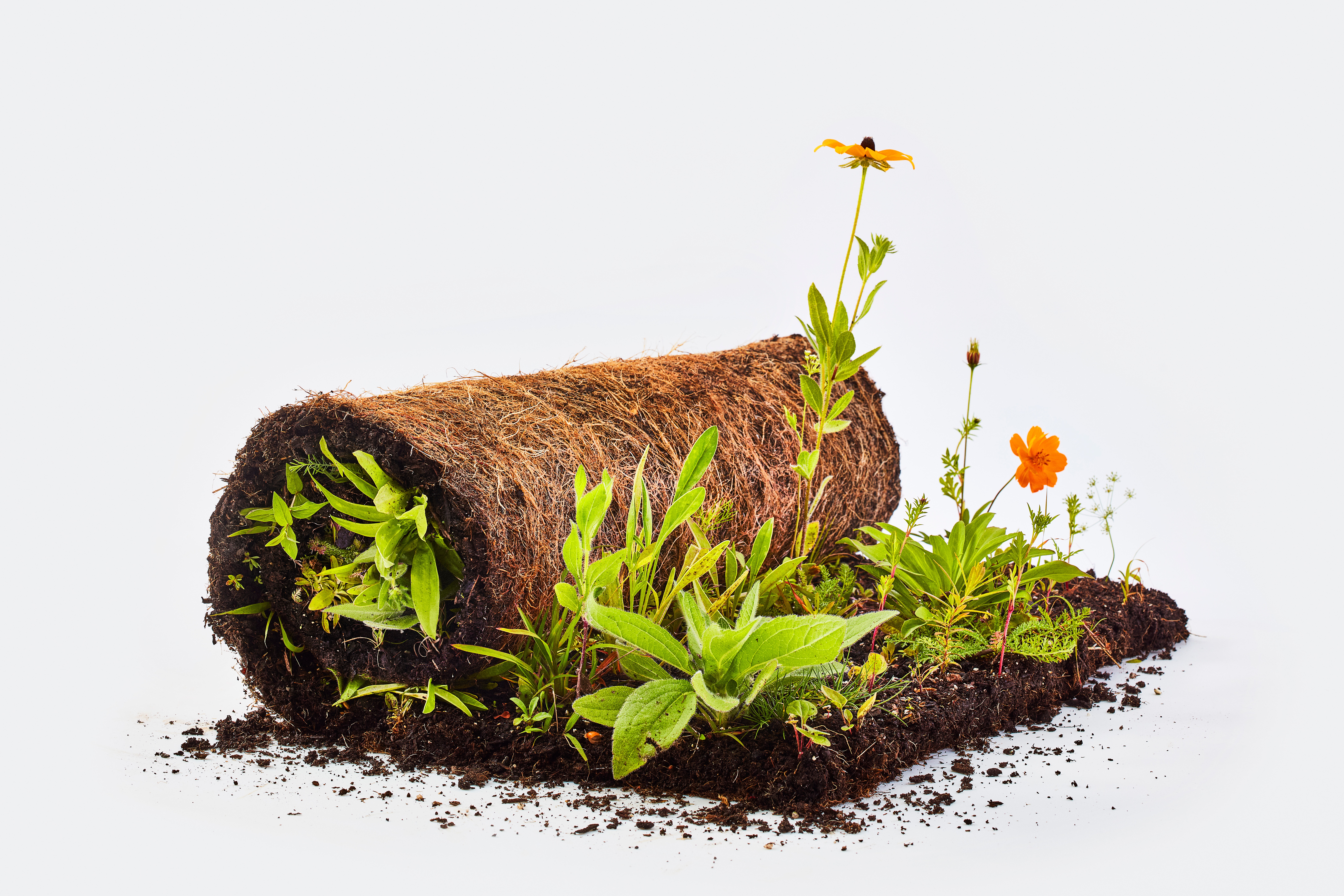 Meadow Lab's Wildflower Sod 161