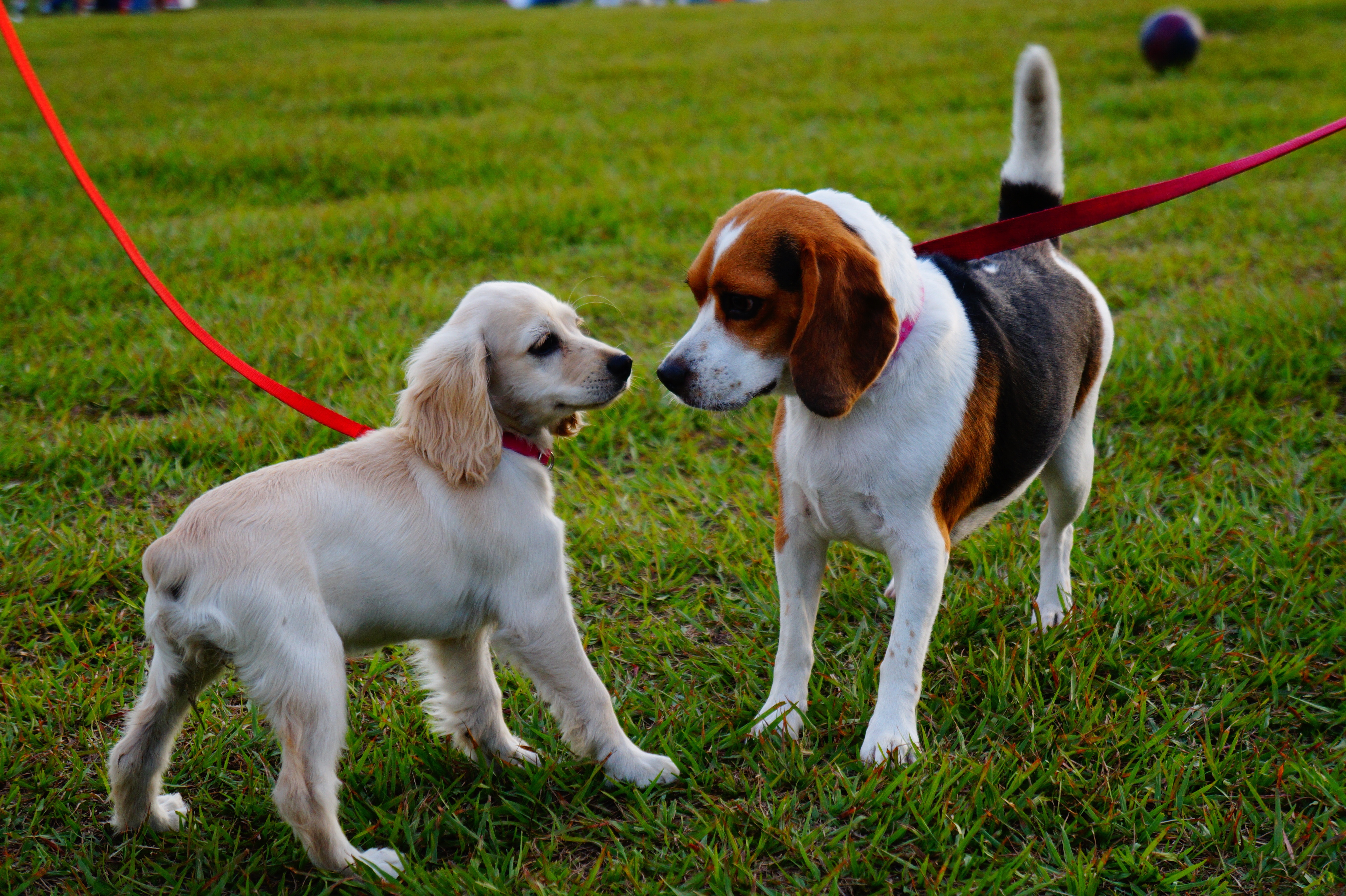 Puppy Park