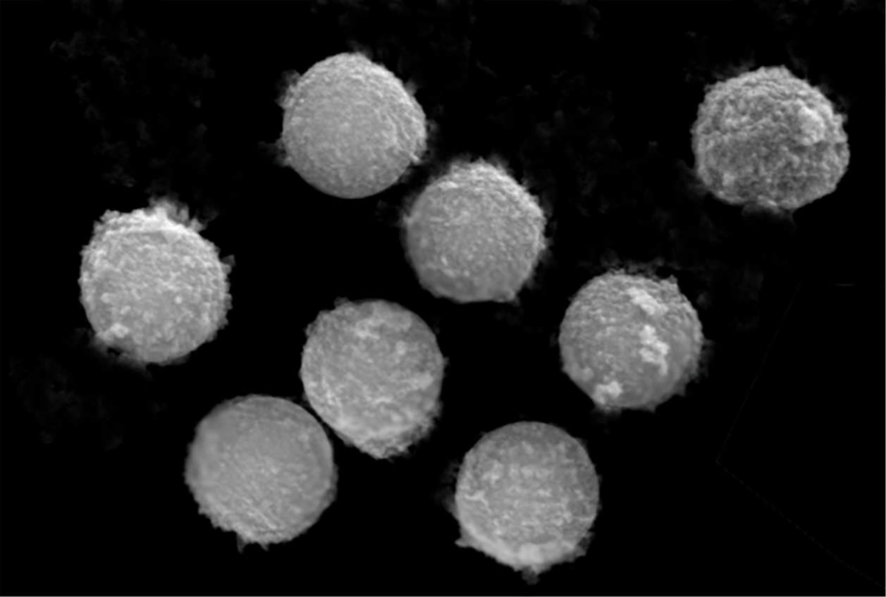 Magnetic Particles for Nucleic Acid Isolation 38