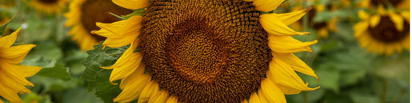 North Dakota Department of Agriculture 562