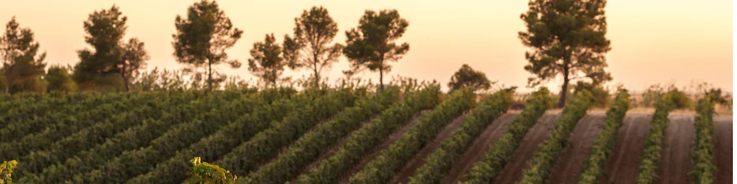 Bornos Vinos y Licores 574