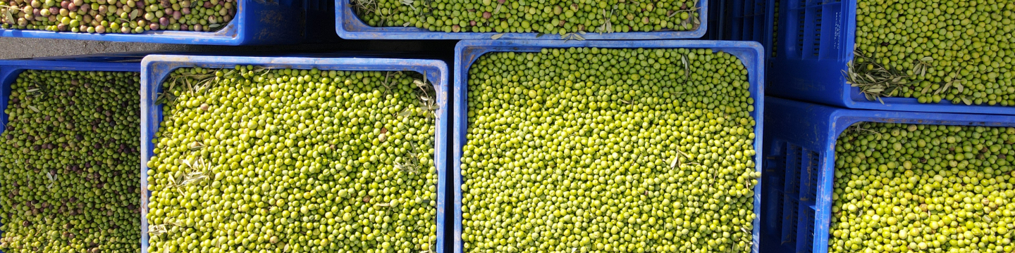 Olio Glorioso S.R.L. 773