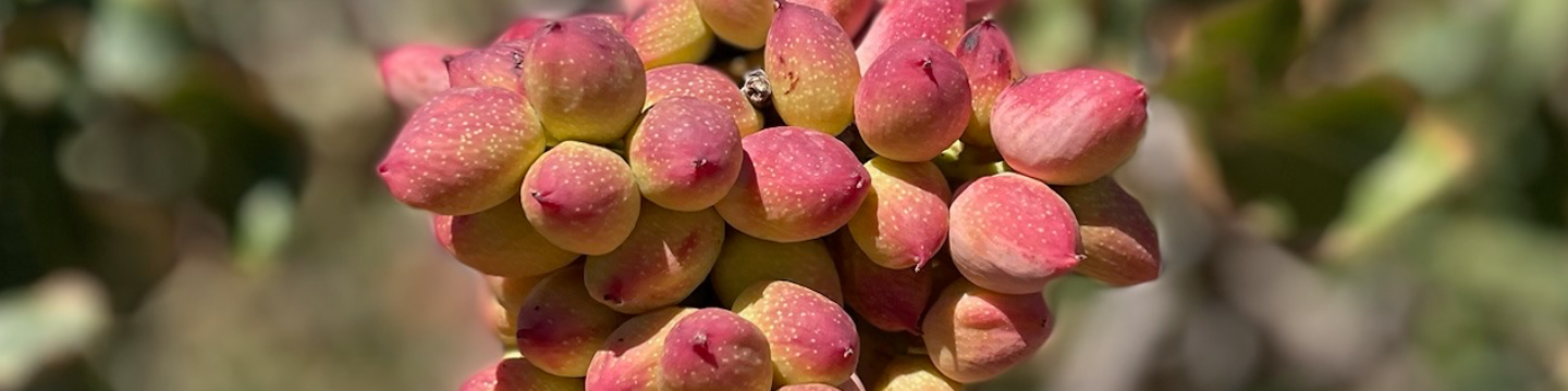 Pistachos Riojanos SA 931