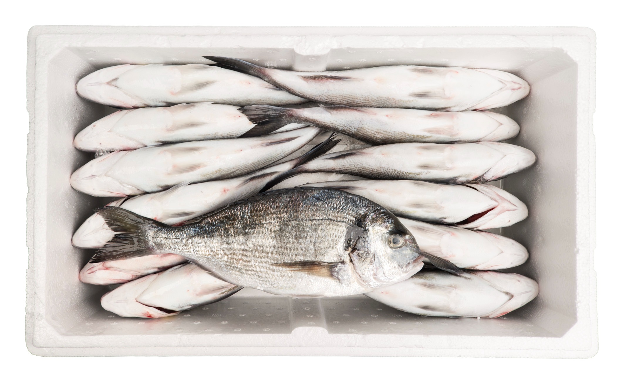 Gilthead seabream (Sparus aurata) 1105