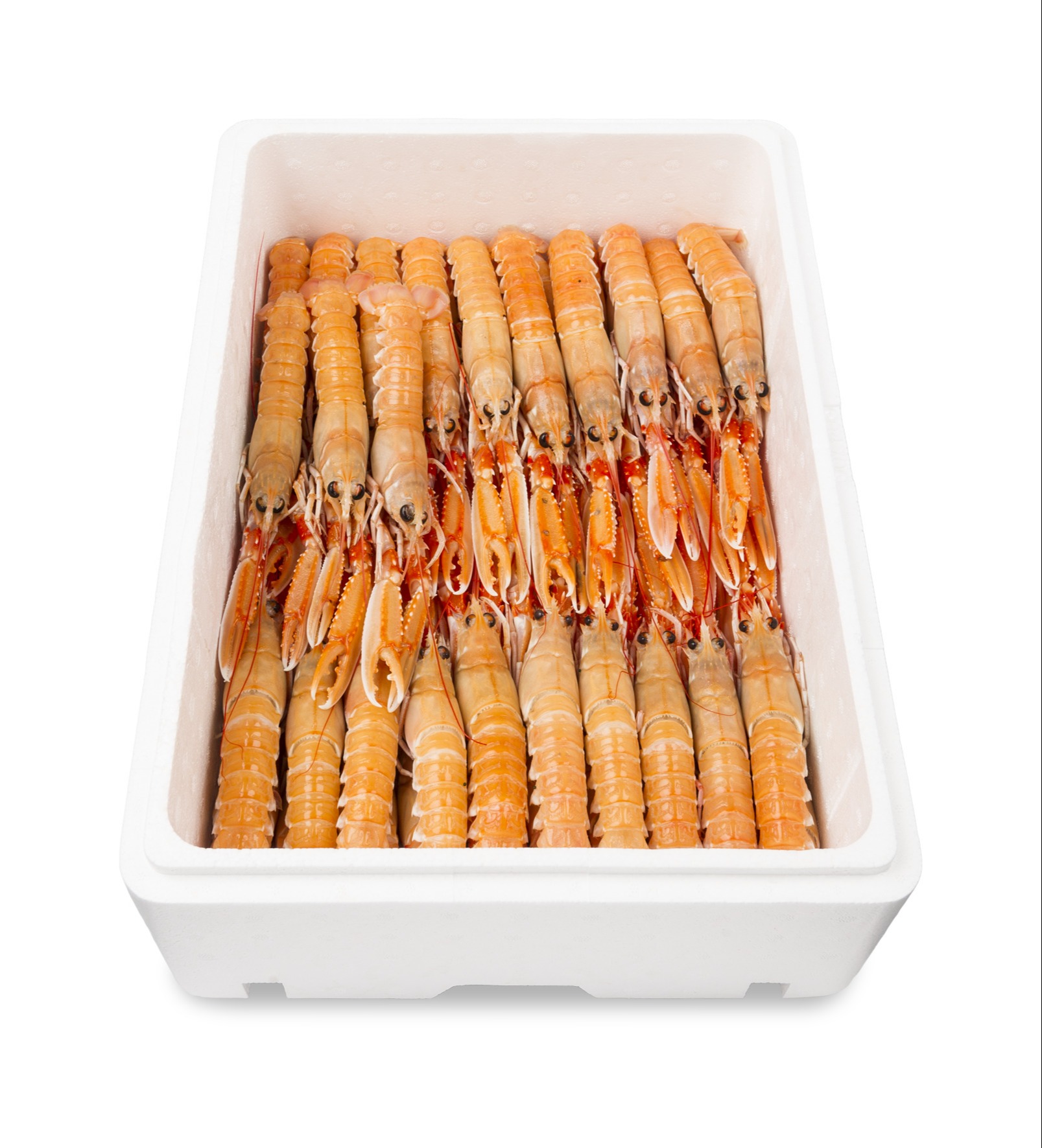 Langoustine / Scampi (Nephrops norvegicus) 1106