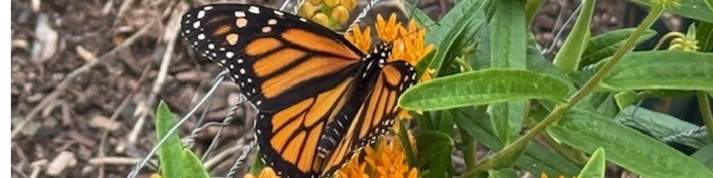 PSU BUTTERFLY TENT 17