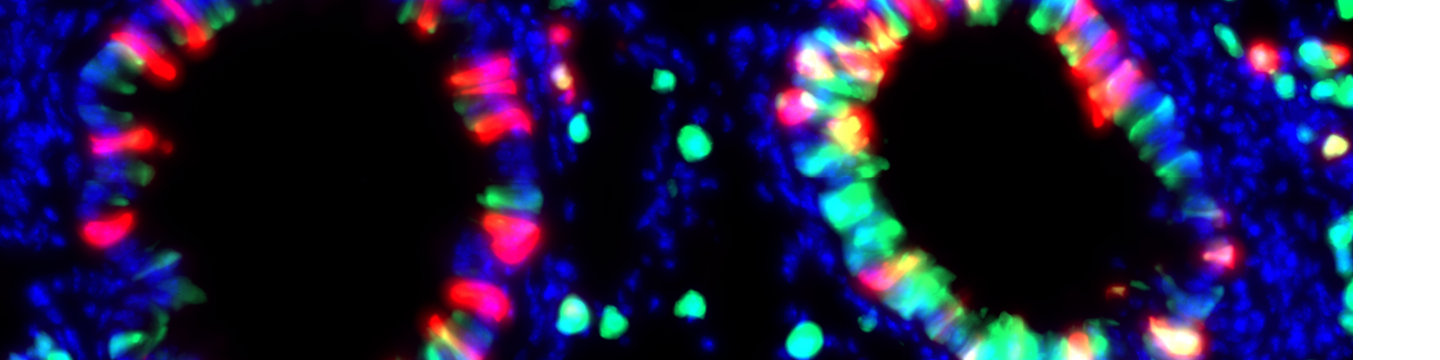 Genome Editing Testing Center at BCM/Rice 252