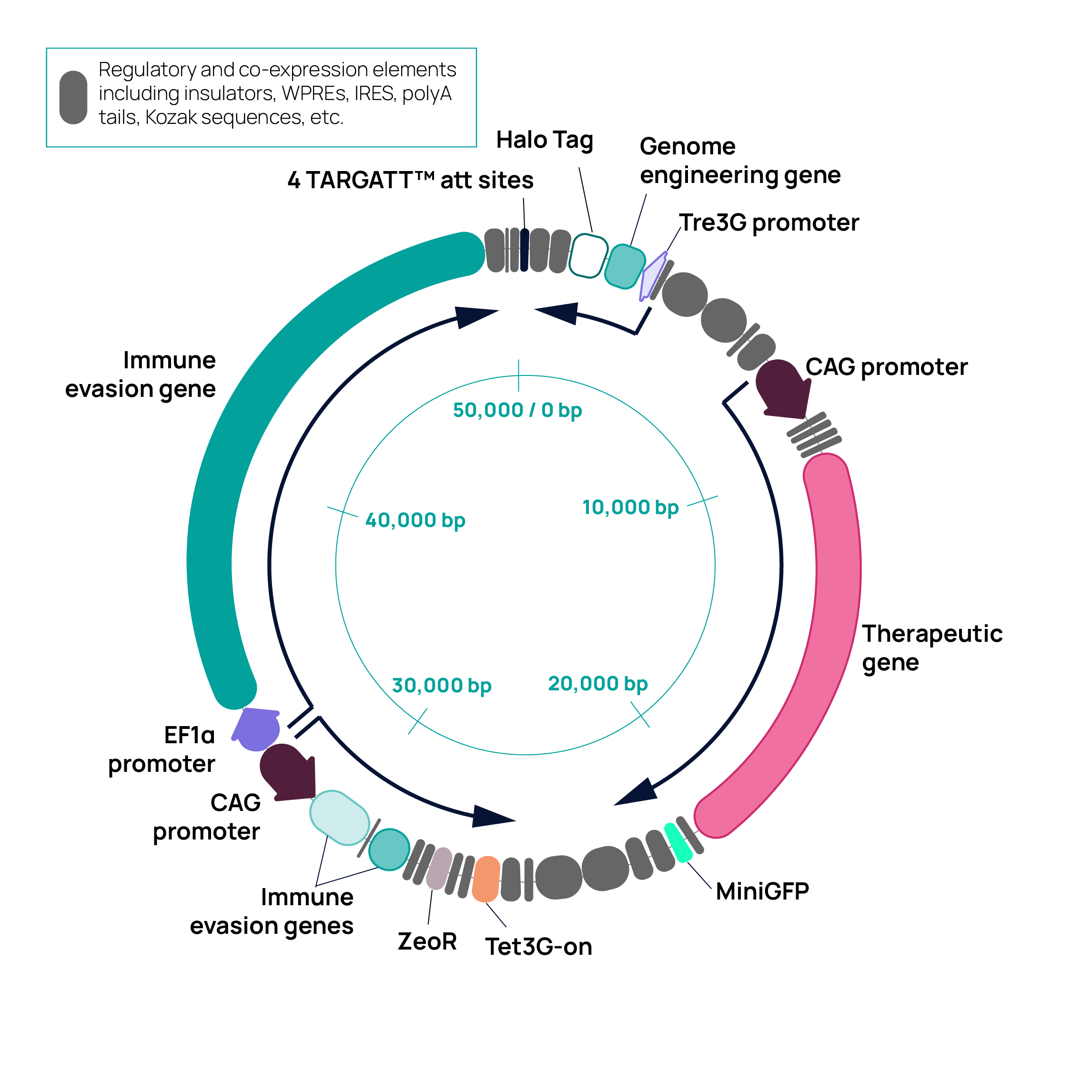 Applied StemCell demonstrates efficient knock-in of a 50 kb DNA construct into human iPSCs using TARGATT™ technology 98