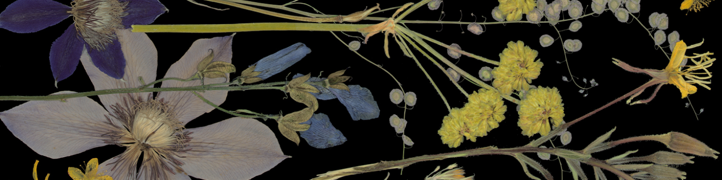 Domain of the Flowerings by Tricia Paoluccio 837