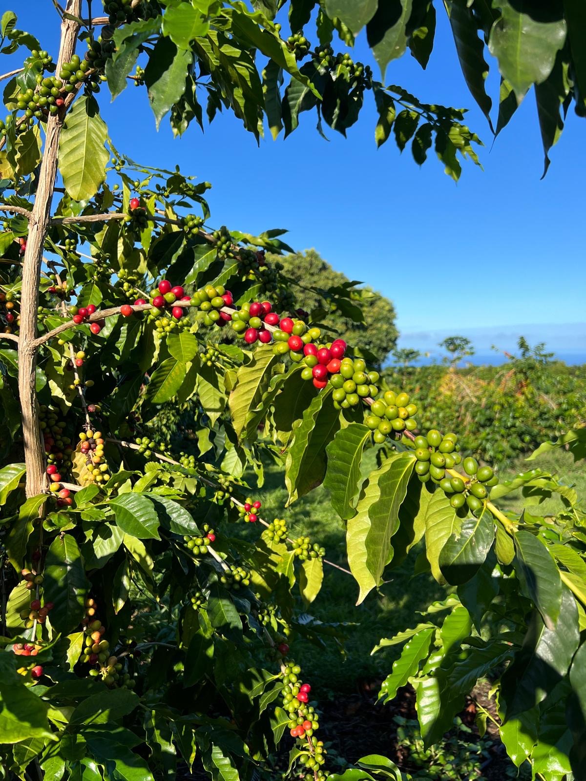 Specialty Hawaiian Coffees Rooted in Ancient Hawaiian Principles 136