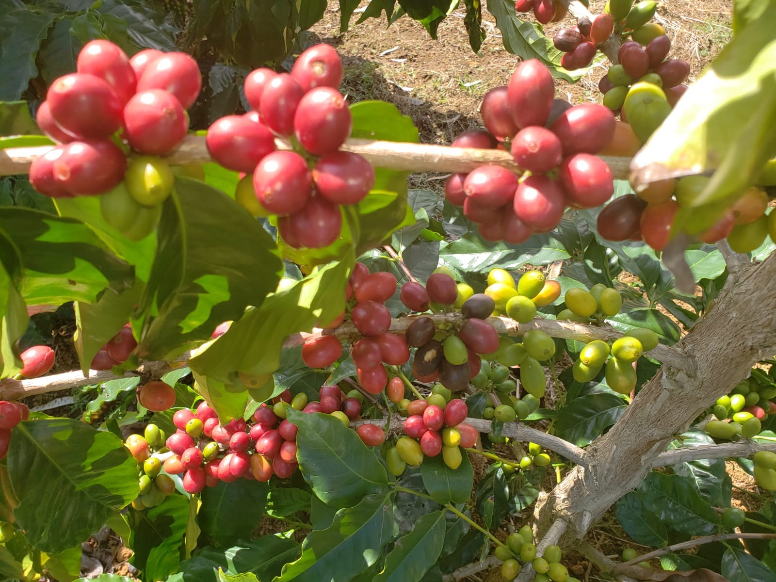 Sustainable, Conservation-Forward Farming Practices 137