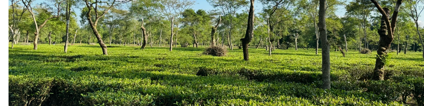 Bagaan Chai Company 489