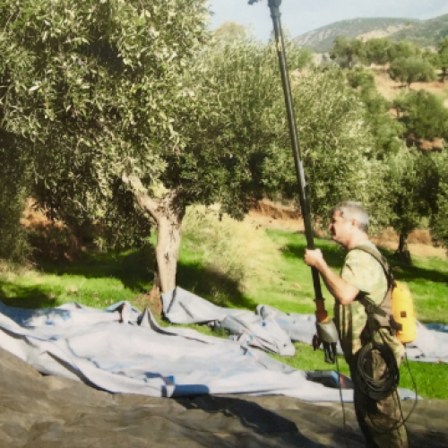 Agota Greek Gourmet 55