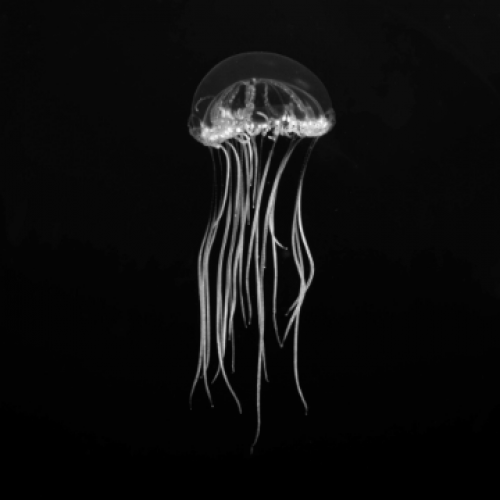 Blue Descent Photography 144