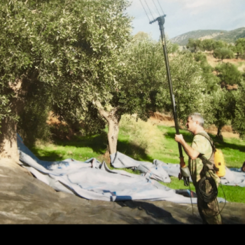 Agota Greek Gourmet 178