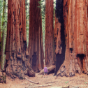 Weekly Briefing: Save Our Sequoias Act passes the House!