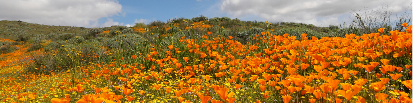 Climate Future California 996