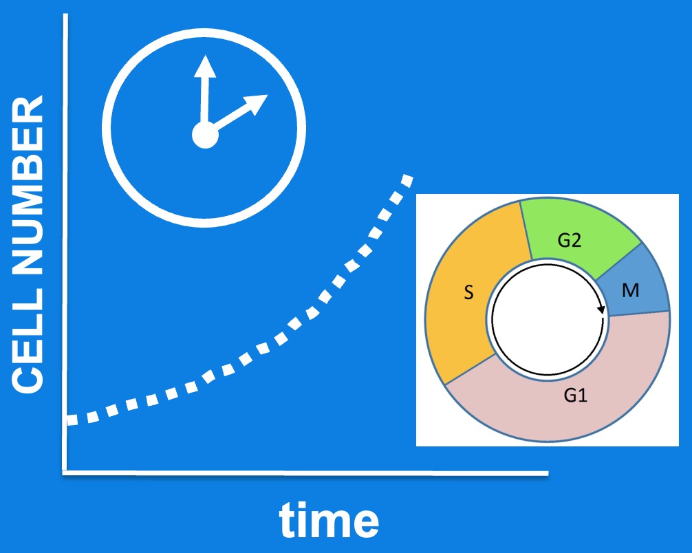 Free online calculators for cell proliferation 155