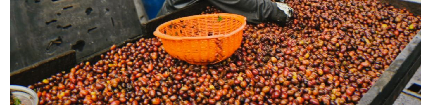 Euphoria Coffee Roasting 83