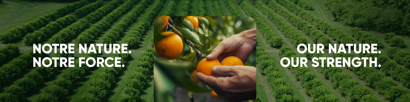 Chenail Import-Export 313