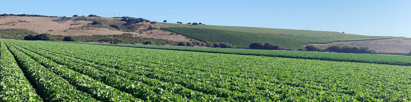 Beachside Produce, LLC 53