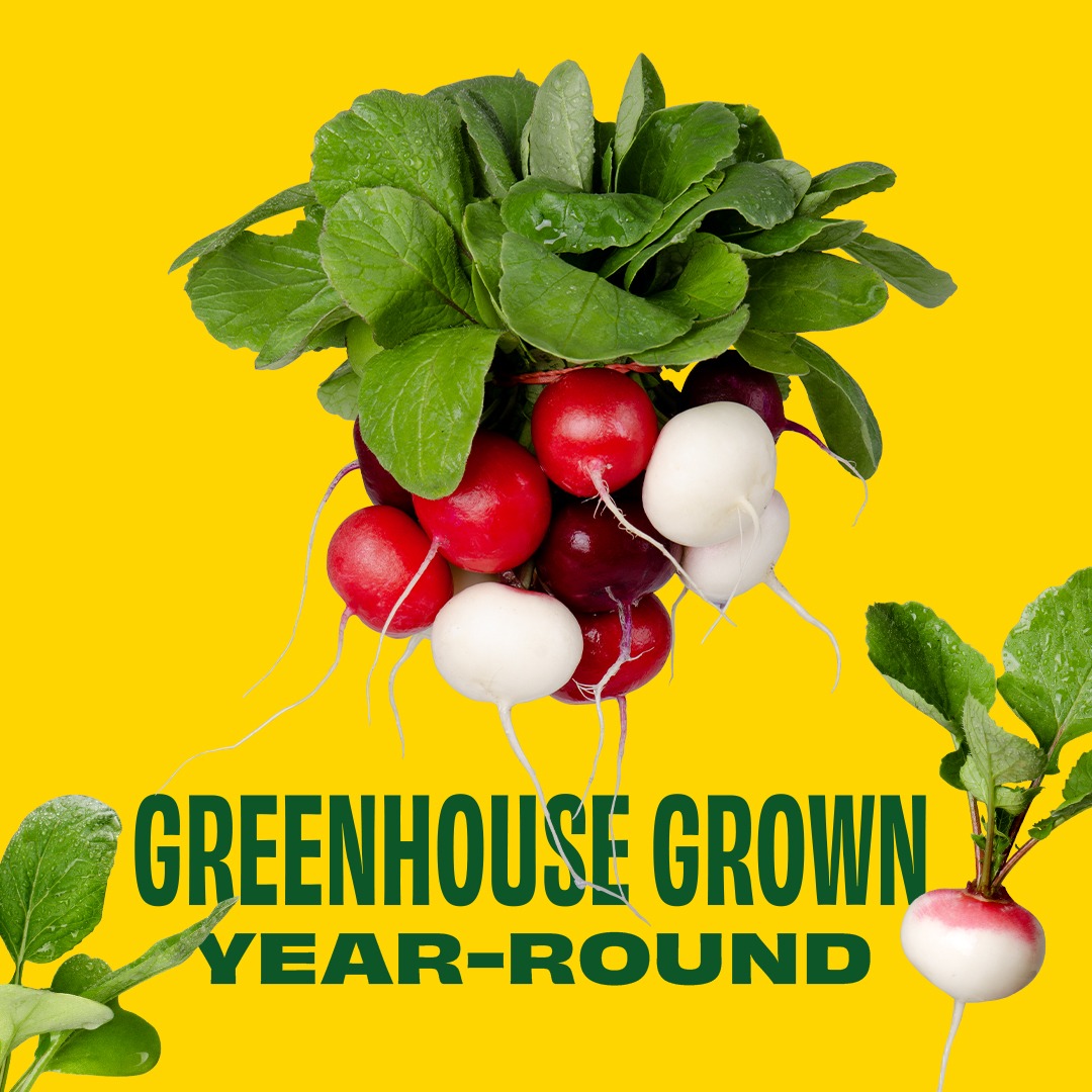 3 colour radishes - Bunch 244