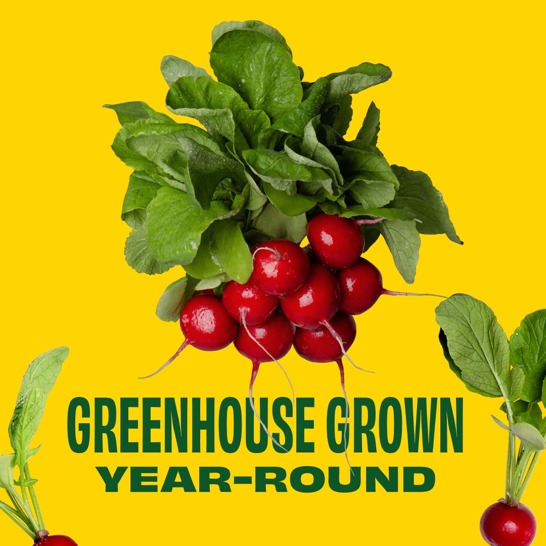 Red Radishes - bunch 245