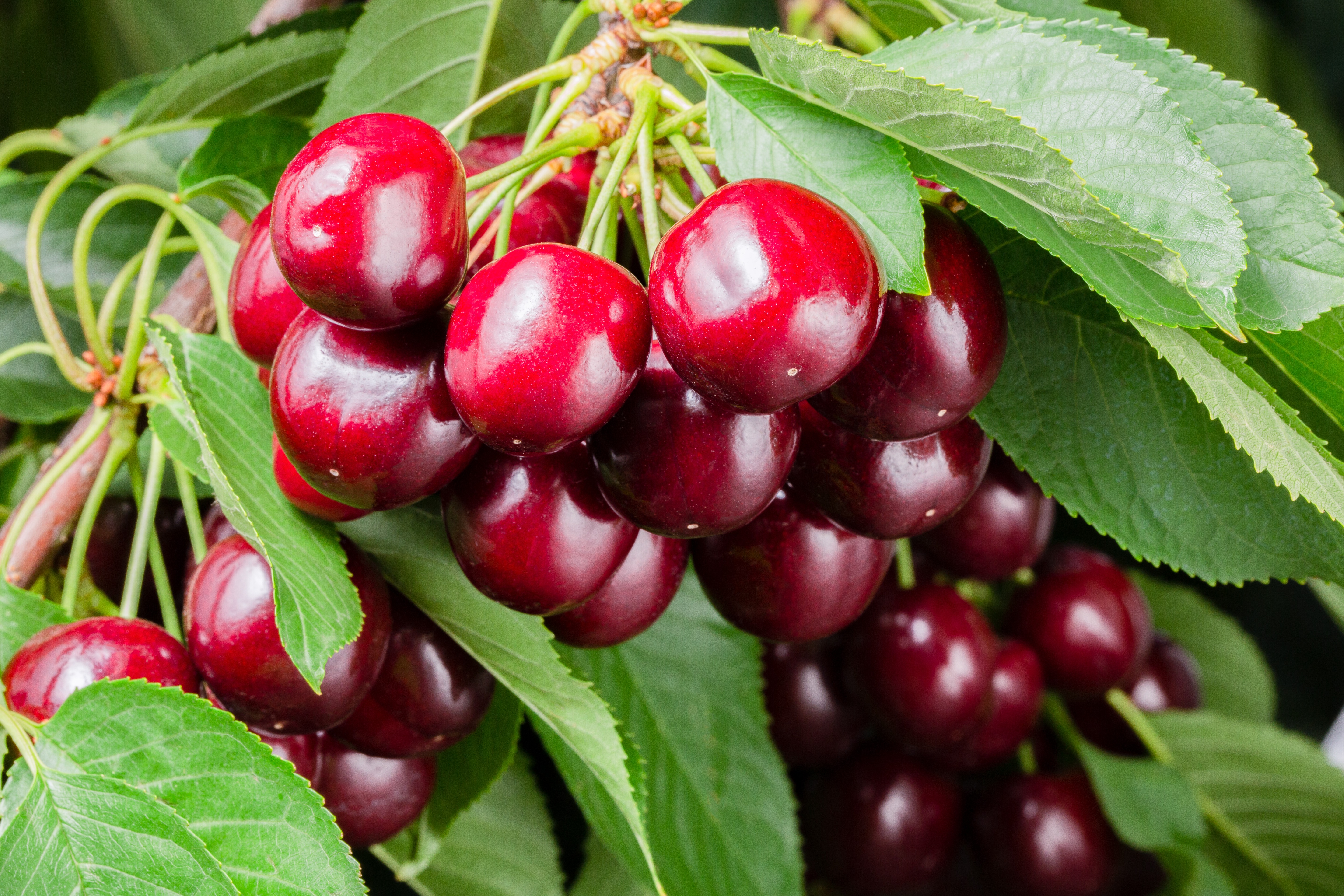 A Strong Season Ahead for Canadian Sweet Cherries 357