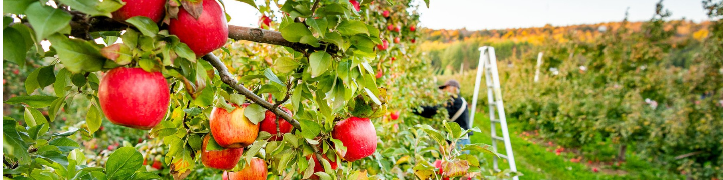 Scotian Gold Cooperative Limited 163