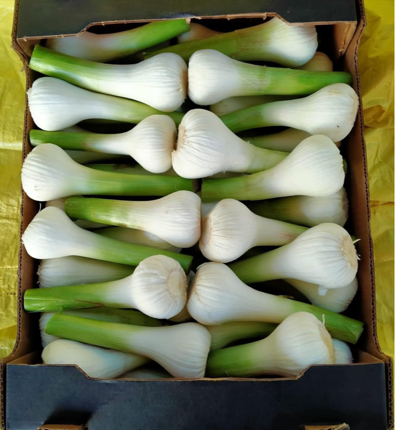 Fresh Green Garlic 386