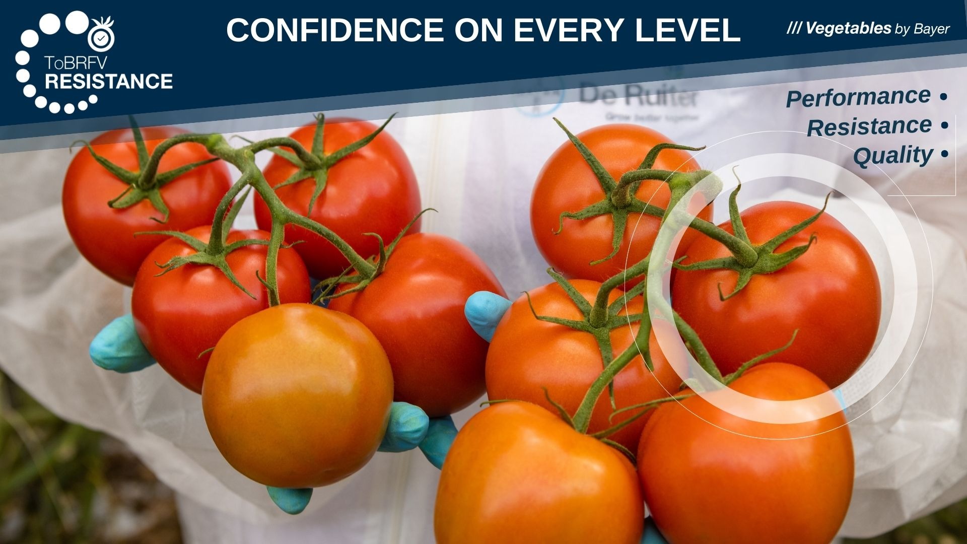 5 tomato variety launches for Canada 394
