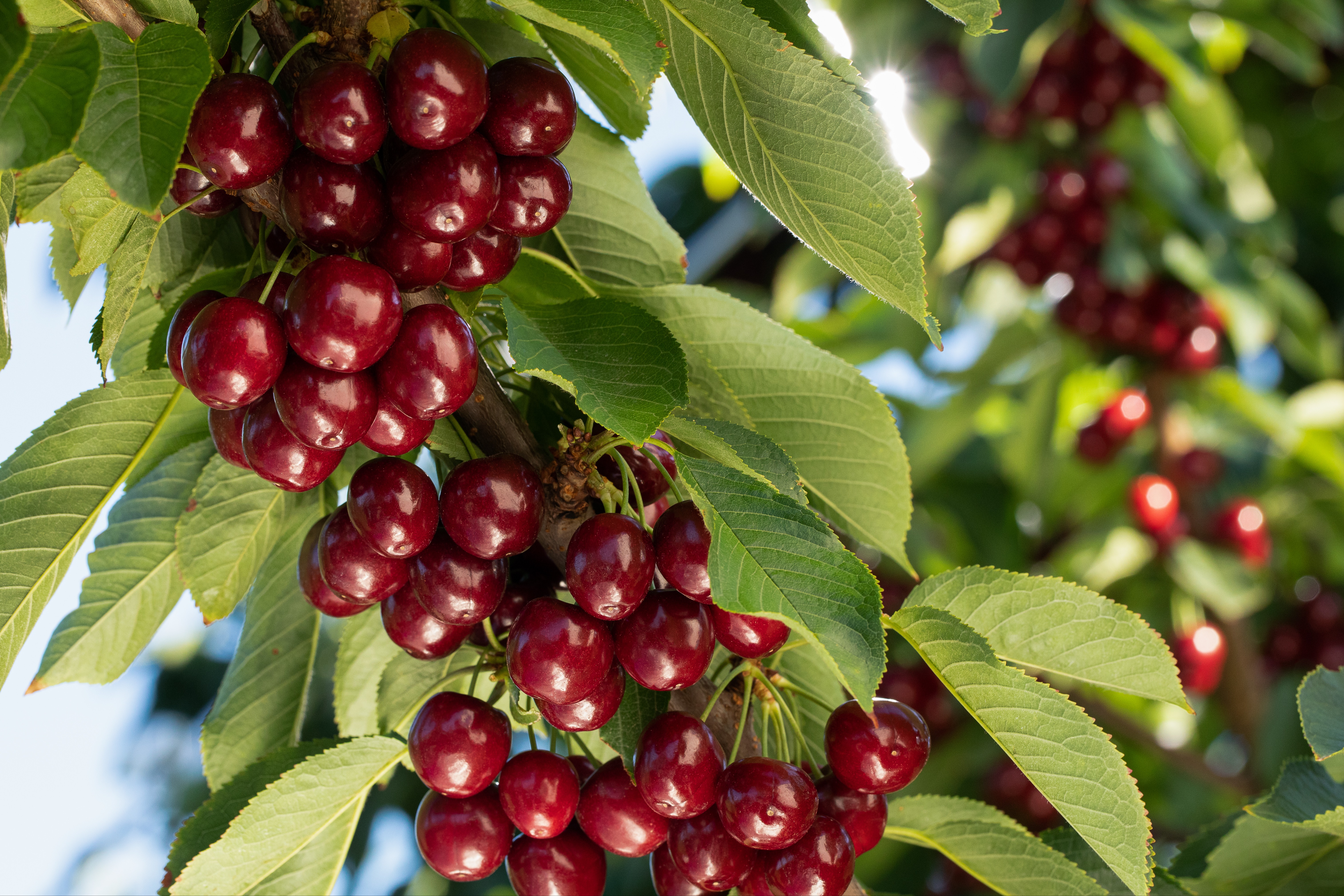 BC Cherry Suppliers 415