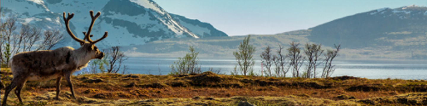 Safari-Pro Outfitters 826