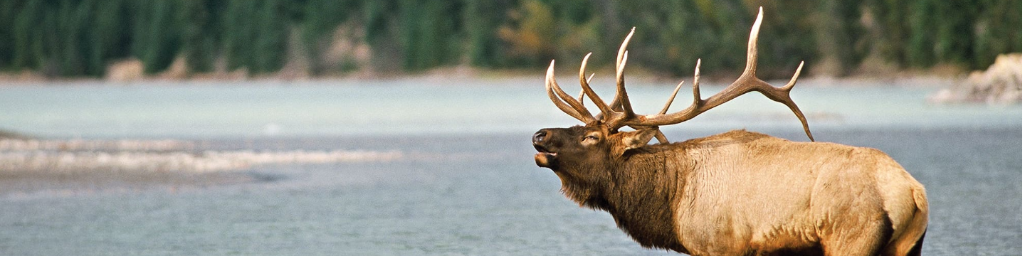 Rocky Mountain Elk Foundation 153