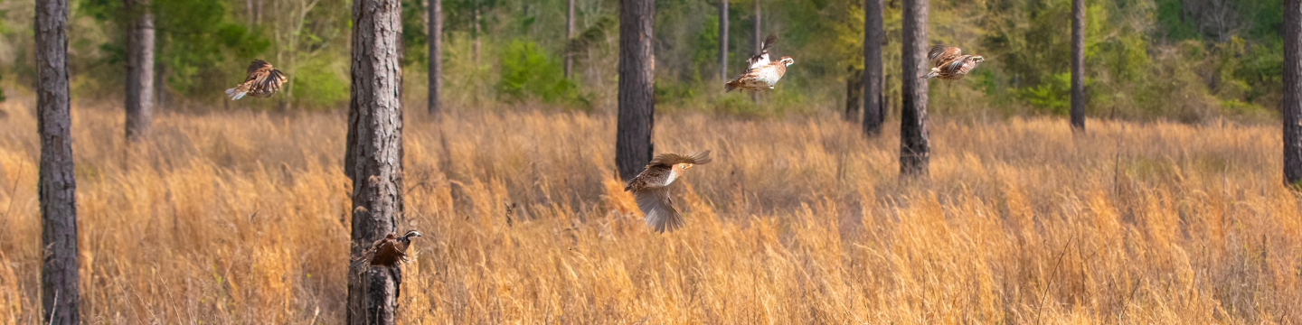 Southwind Plantation 628