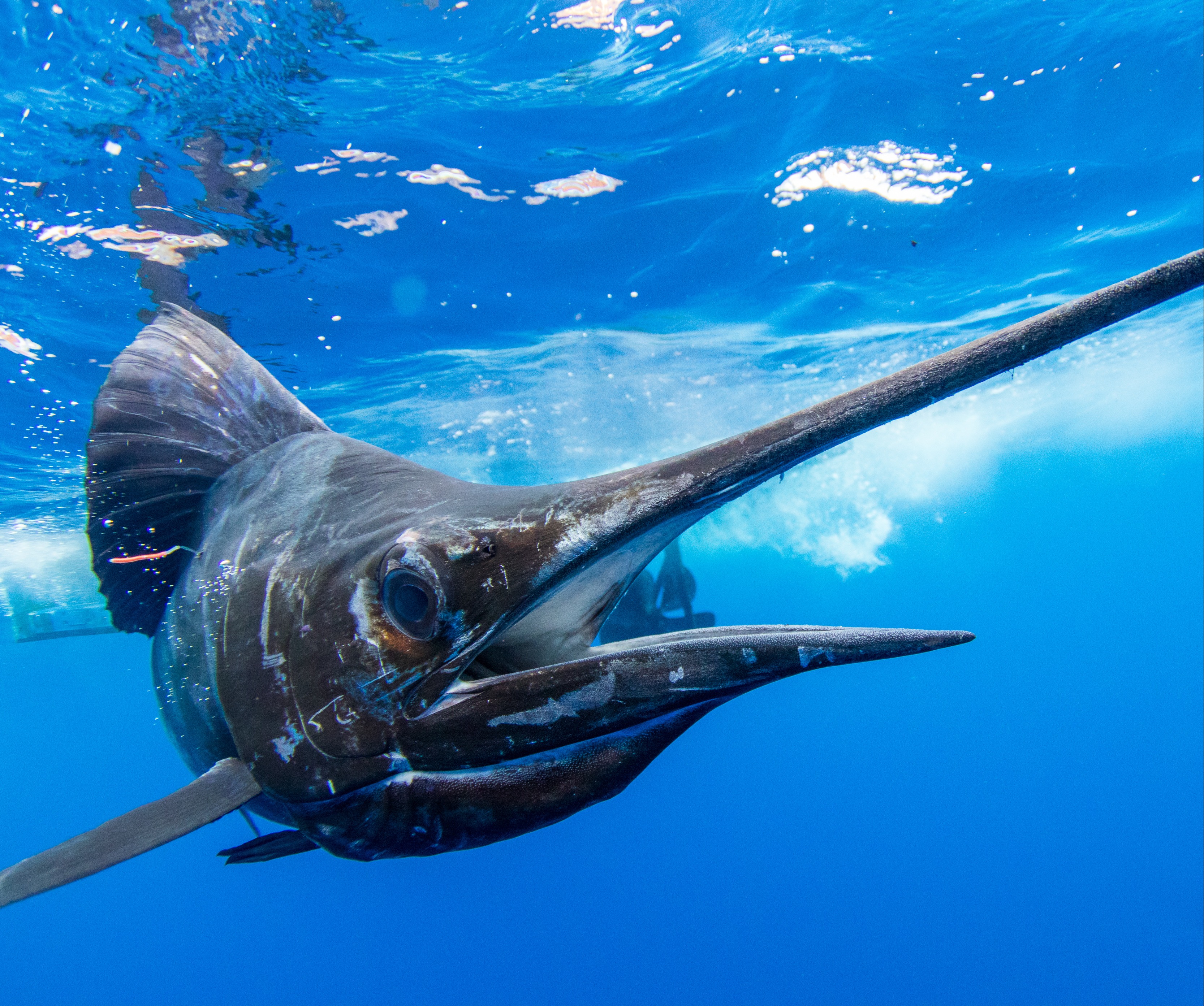 CROCODILE BAY, COSTA RICA - 5-NIGHT WORLD CLASS FISHING SHOW SPECIAL 344