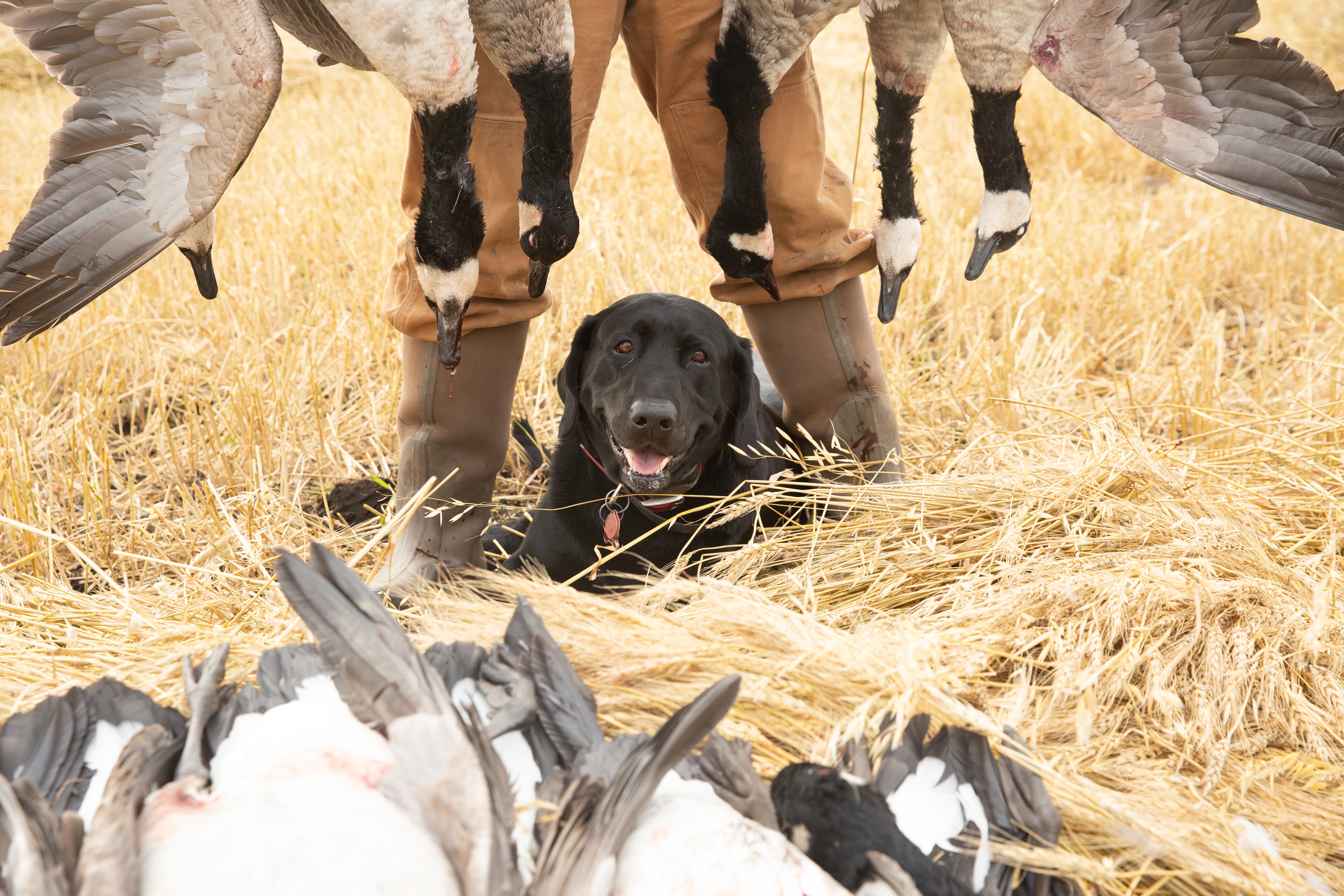 CANADA WATERFOWL HUNT! 367