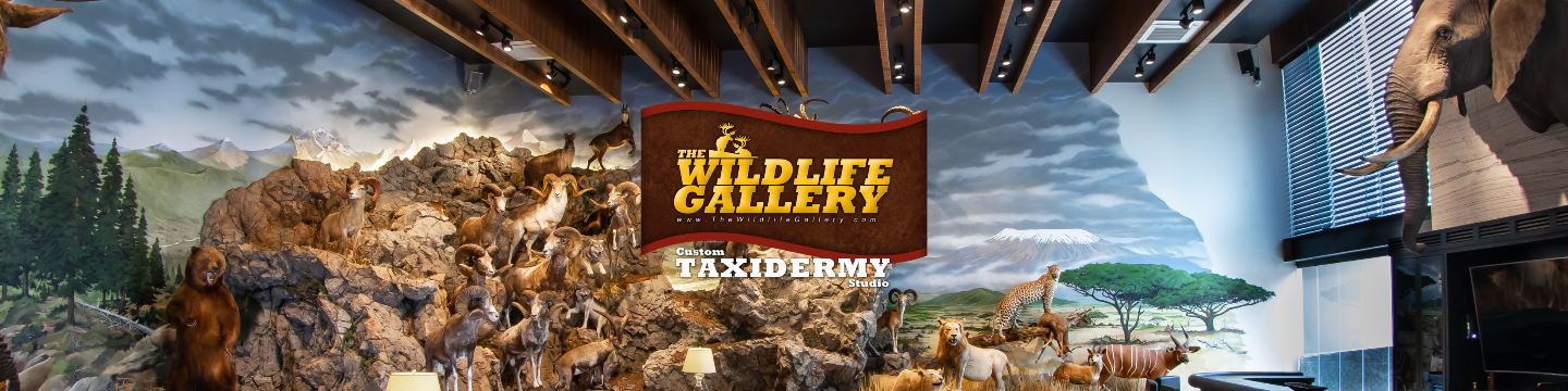 The Wildlife Gallery 93