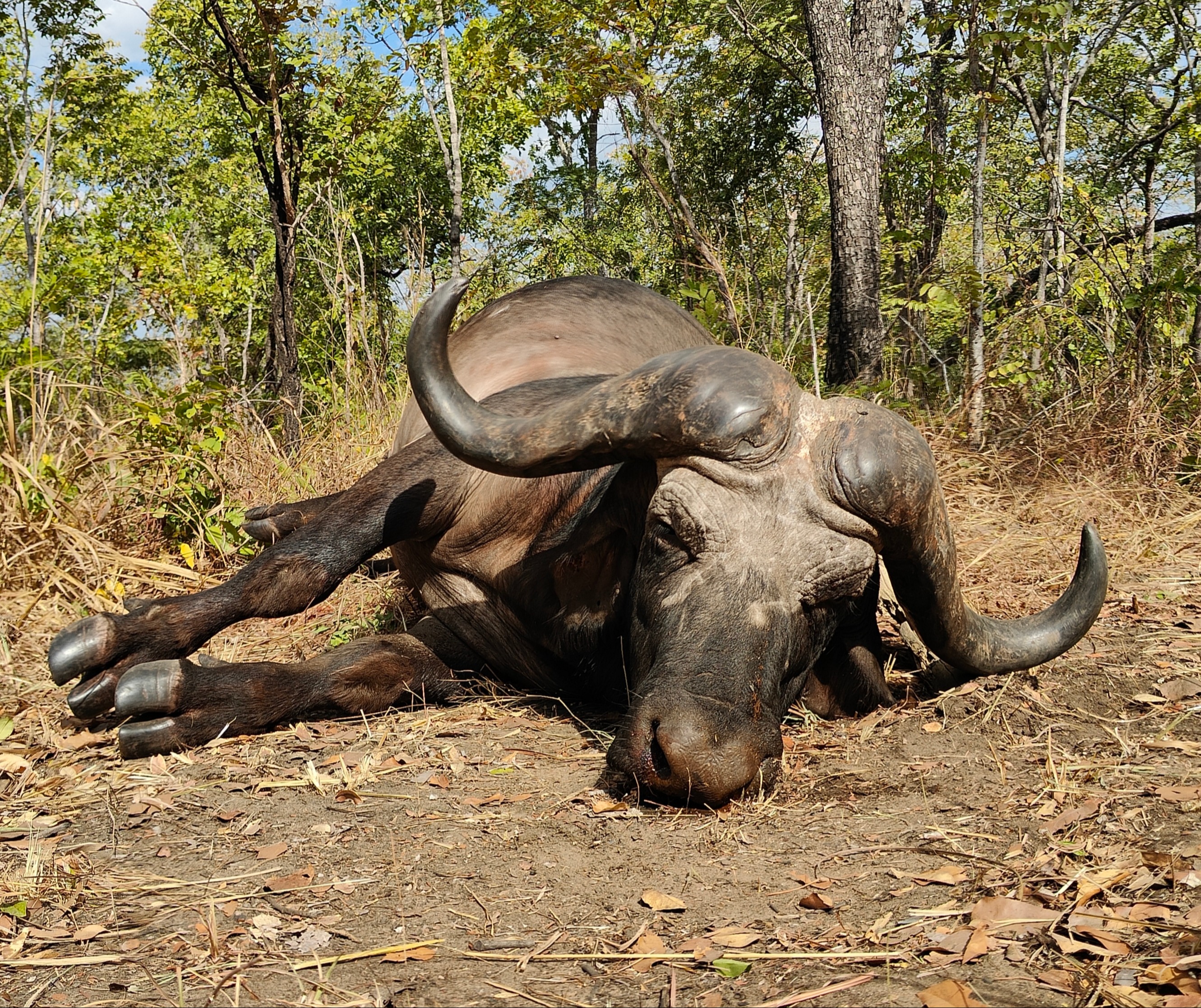 10 Day Buffalo Plainsgame Safari 2 x 1 with the Niassa Safari Company 104