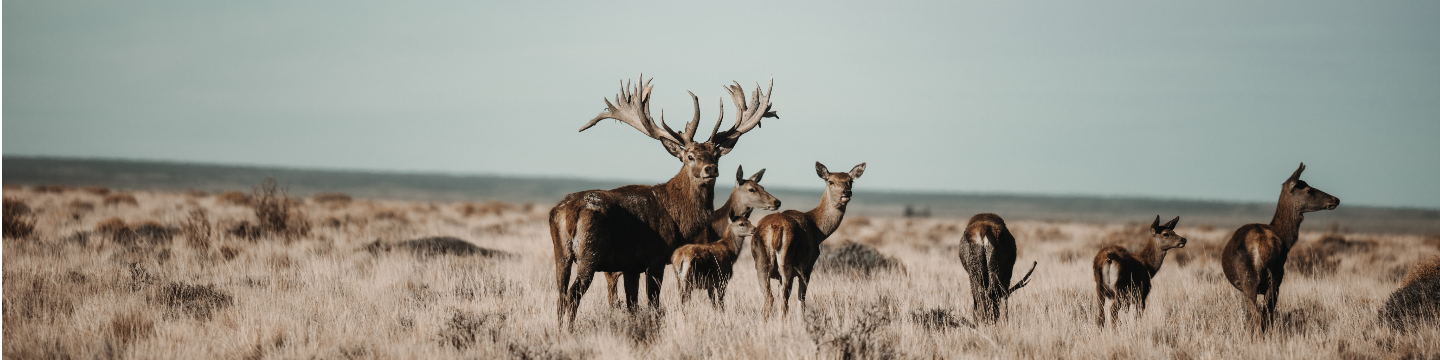 ALGAR SAFARIS - PATAGONIA, ARGENTINA 112