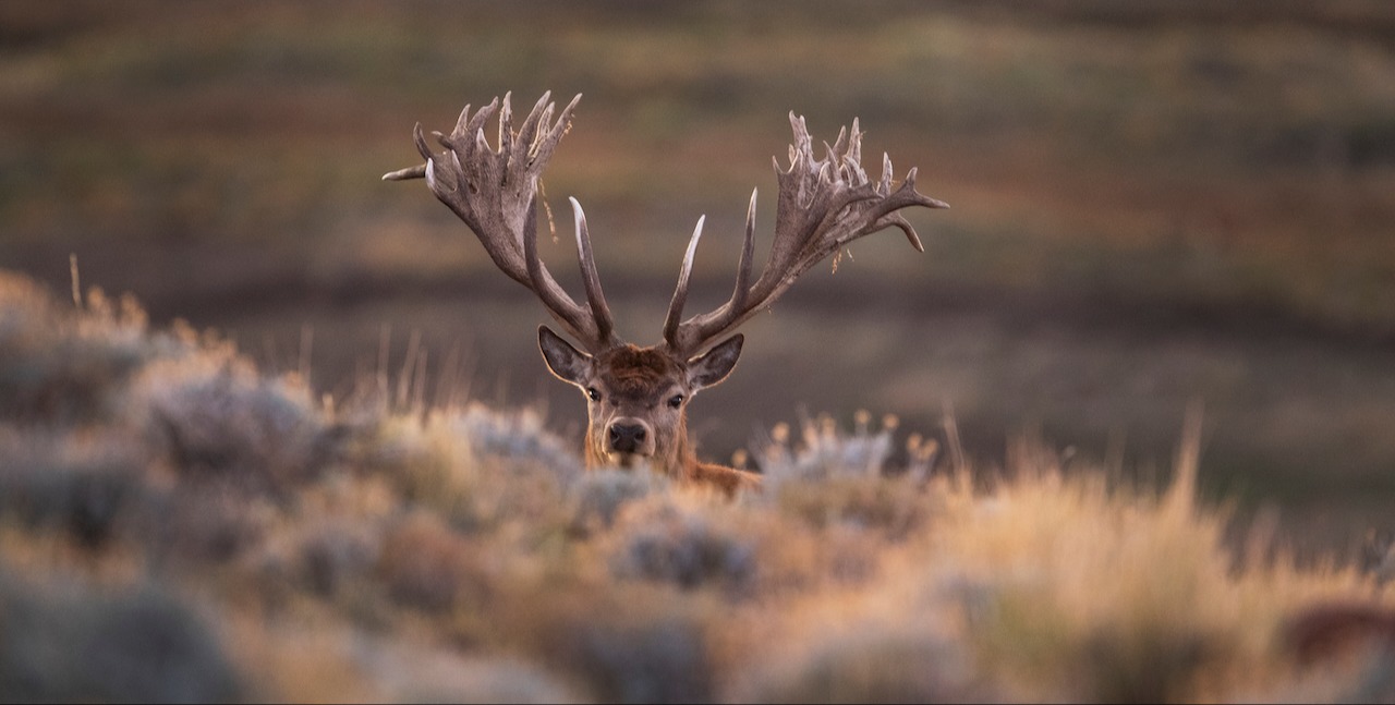 FINEST RED DEER HUNTING In Patagonia, Argentina 25