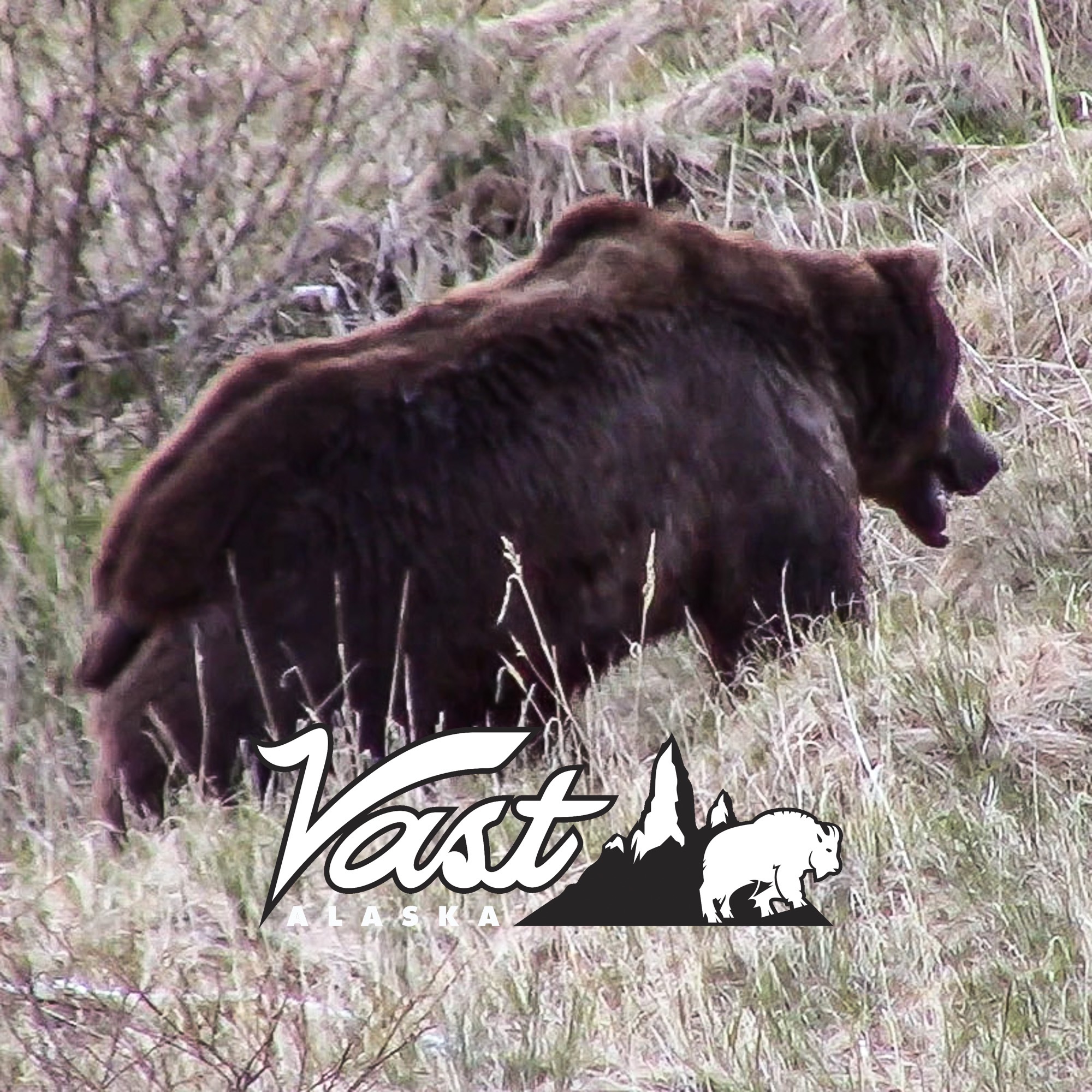 Brown Bear Hunting on the Alaska Peninsula 50