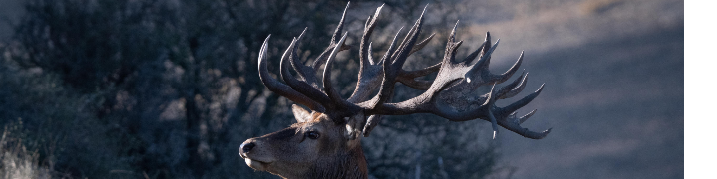 Chris Bilkey Track & Trail Safaris New Zealand 25