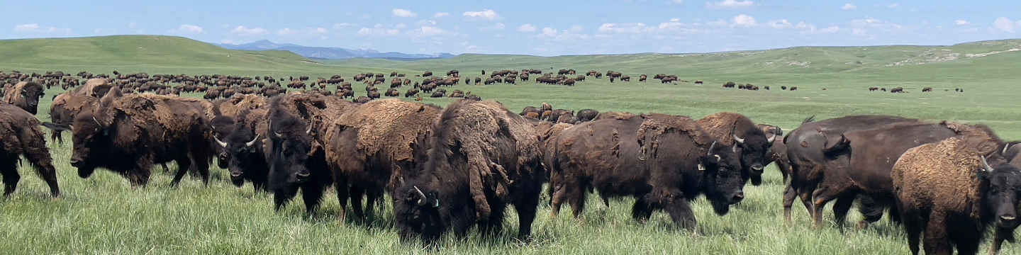 Big Crazy Buffalo 2579