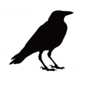 11 Ravens 355