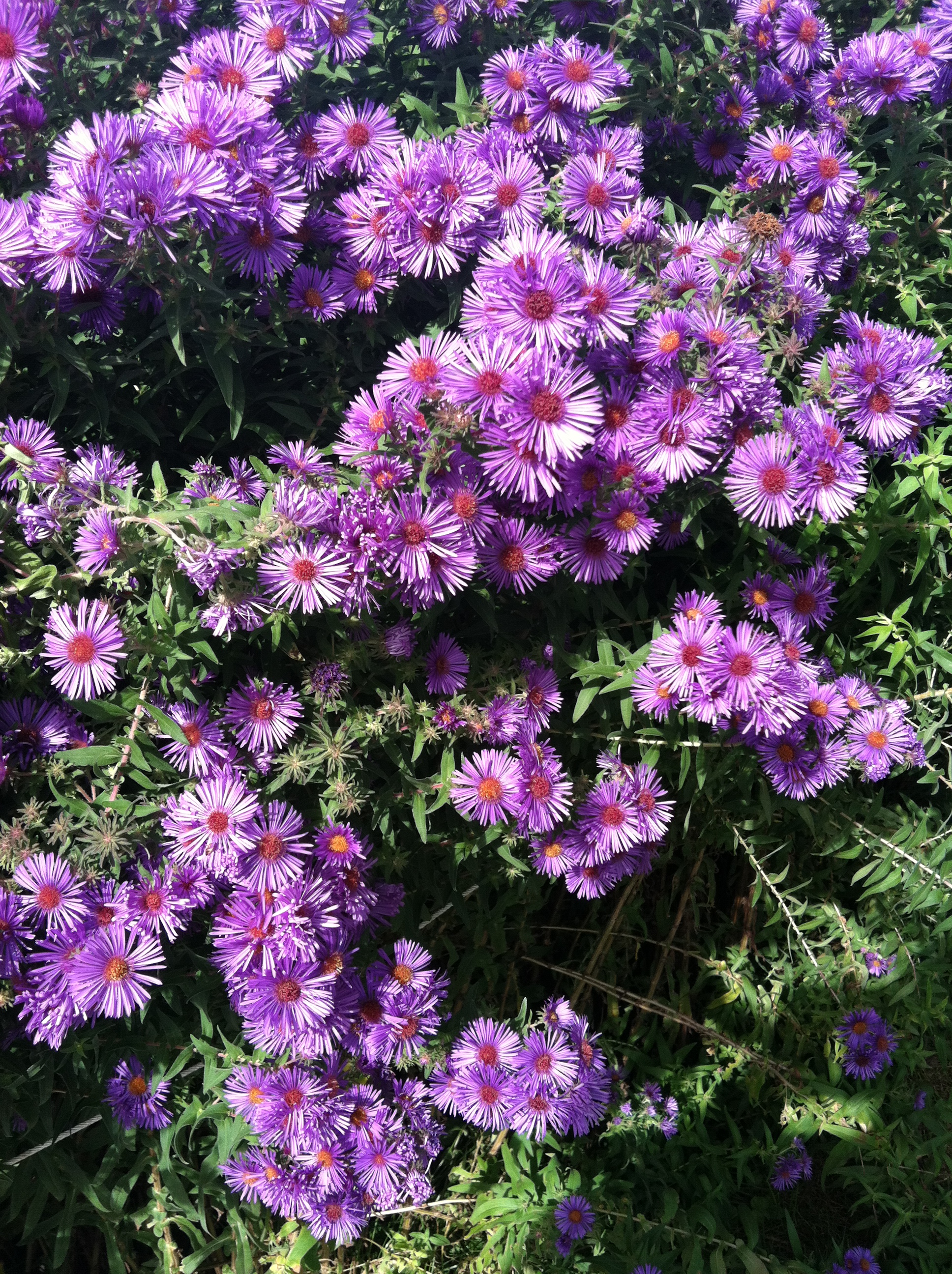 Meeting my step goal of 10,250 steps a day 68