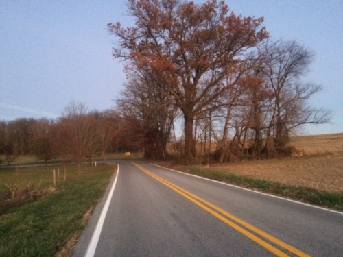 Healthy Nurse, Healthy Nation™ Blog - Into The Woods: Why You Should Take Up Forest Bathing 2052