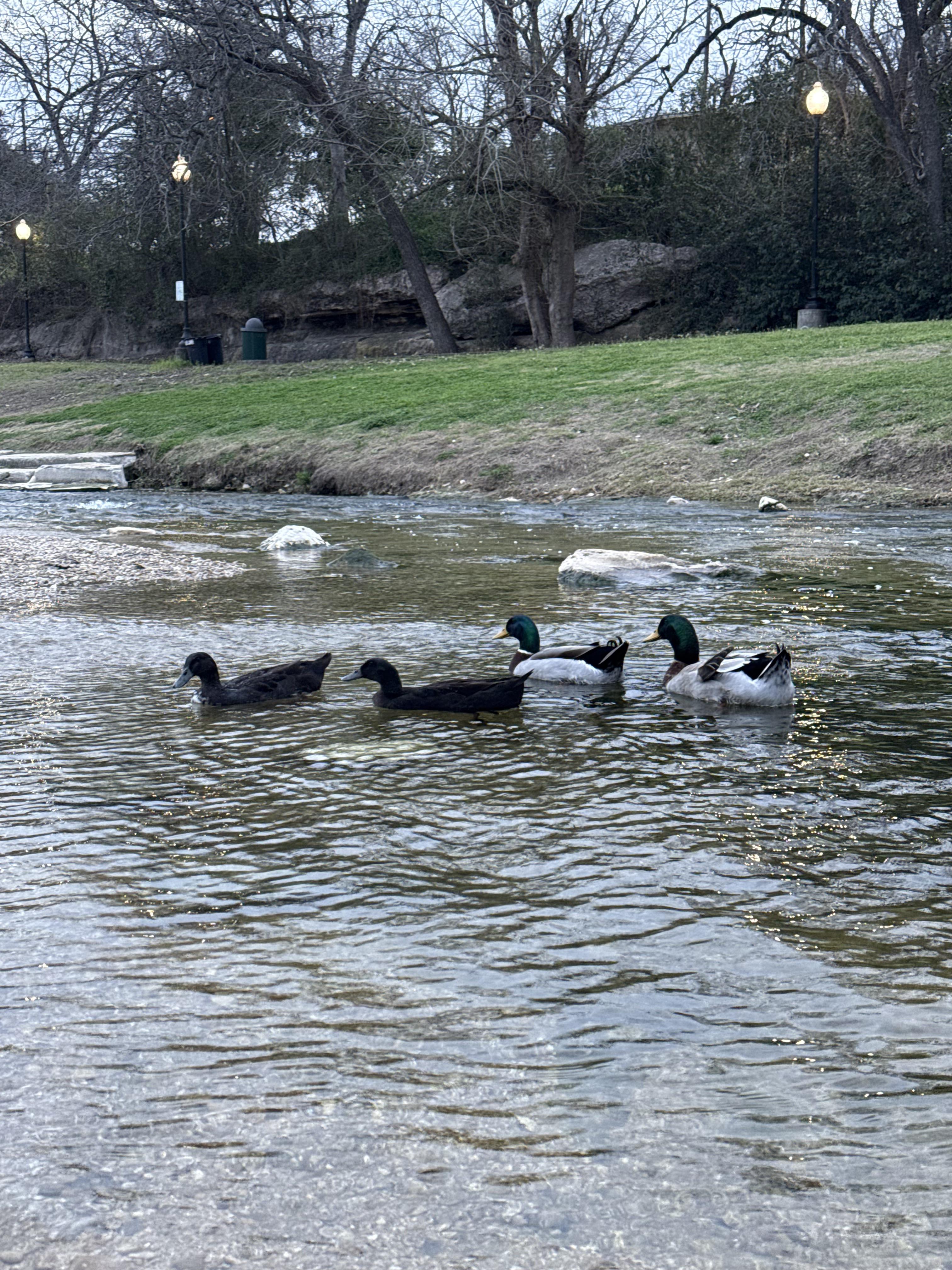 Commitment to Mental Health 5072